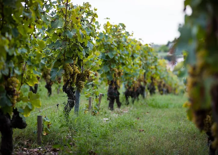 Gite Au Milieu Des Vignes