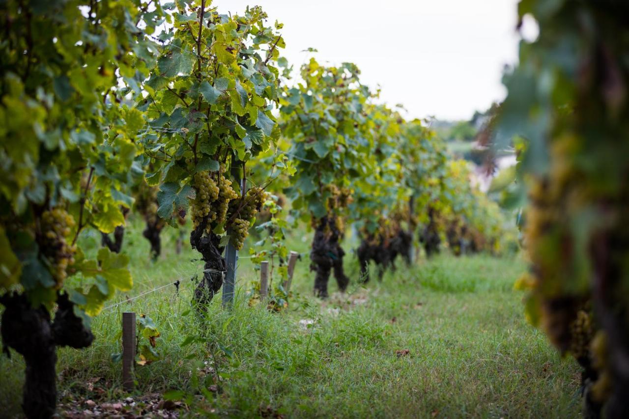 Au Milieu Des Vignes *